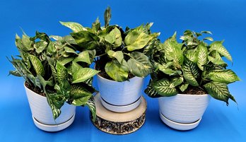 Faux Plant In White Pot Lot Of 3 - (FR)