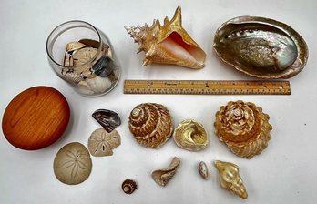 Nice Seashell Collection