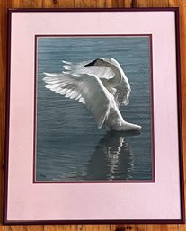 Signed & Numbered (151/950) Swan Picture By Famous Photographer Thomas Mangelsen