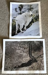 Vintage Rattlesnake In Combat & Rocky Mountain Goat Prints - (G)
