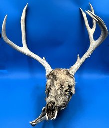 Deer Skull & Antlers - (T12)