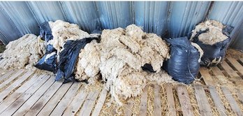 200 To 300 Pounds Of Raw Fleece- Polypay Sheep Fleece