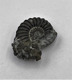 Small Ammonite Fossil