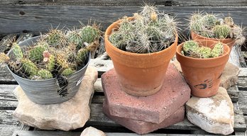 Cactus Bundle - (B)