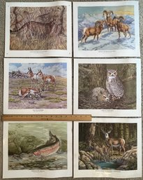 Lot Of 6 Laminated Nature Pictures - (L)