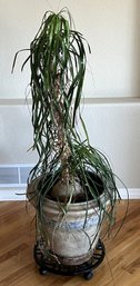 Palm Plant In Resin Planter On Rolling Metal Plant Caddy - (FPR)