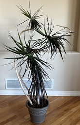 Plant In Plastic Planter - (FPR)