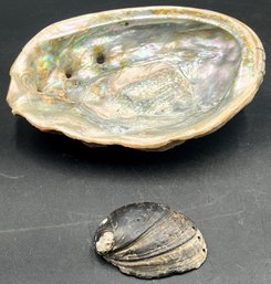 Large & Small Abalone Shells - (LR)