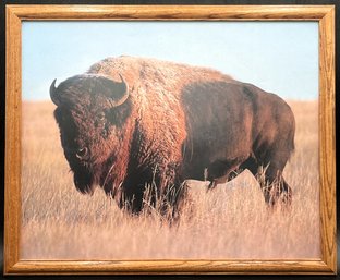 Wood Framed Buffalo Picture - (P)