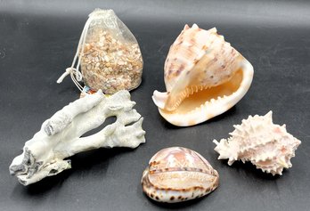 Seashell Bundle - (B5)