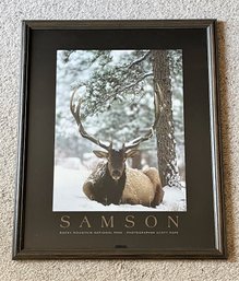 Large Wood Framed 'Samson' By Scott Pope
