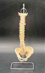 Vintage Human Spine Model Vertebral Column