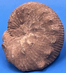 Ammonite Fossil - (TR3)