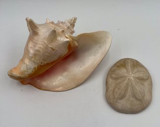 Seashells - Conch Shell And Huge Sand Dollar