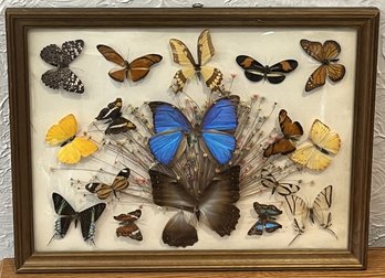 Framed Pinning Butterfly Collection - (FPR)