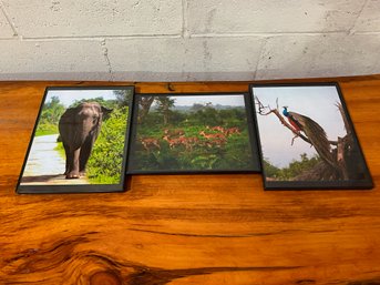 (3) African Wildlife Framed Photographs