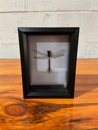 Dragonfly In Shadow Box