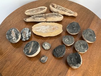 Grouping Of Fossils