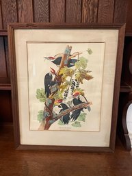 Pileated Woodpecker Botanical Print By John James Audubon