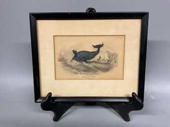 Antique Greenland Whale Breaching Etching Print