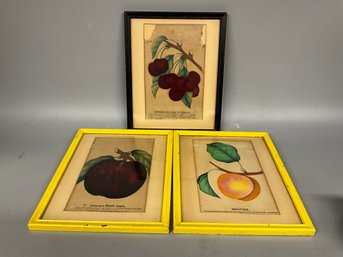(3) Antique Framed Fruit Prints