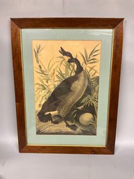 'Canada Goose' By John James Audubon Painting Print