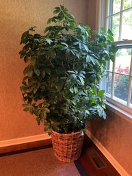 Large Silk Faux Schefflera Plant