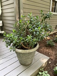 Phenomenal Live Jade Plant