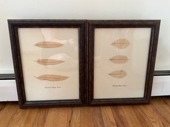 Framed Fossilized Fruit Tree Leaves