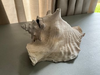 Decorative Conch Shell