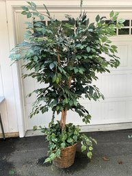 Large Faux Ficus Tree