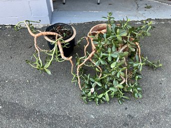 Grouping Of Jade Plants In Planters