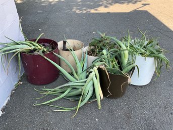 Grouping Of Miscellaneous Plants And Planters