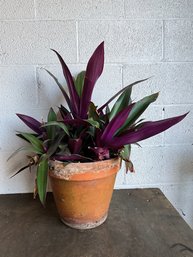 Oyster Plant In Terracotta Planter