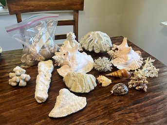 Grouping Of Coral And Shells