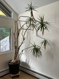 Very Large Live Dracaena Tree