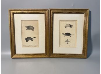 (2) 19th C. French Turtle Lithographs