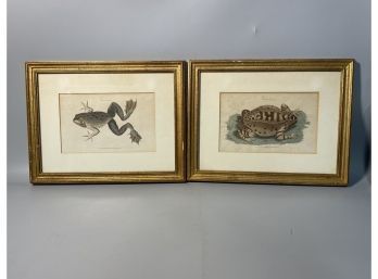 (2) 19th C. Engravings Of Frogs