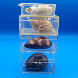 Small Seashell Shell Collection - Mole & Tiger Cowrie Common & Babylonia Creeper