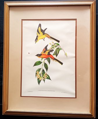 Original 19th Century  Bird Lithograph W/ Hand Coloring 'Pericrocotus Solaris', John Gould And H.C. Richter