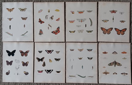 Set Of 8 Antique 1854 New York Agricultural Lithographs Of Moth Life Cycle, Hand Coloed,  Pease/ Emmons
