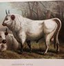 Antique 1885 Chromolithograph, Prang/ Beckmann 'Chillingham Cattle' Mat Size: 18x 22' VG Condition