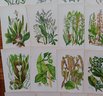 Generous Lot Of 30 Hand Painted English Ithograph Botanicals, Anne Pratt 'Wild Flowers' 1850s