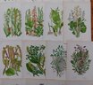 Generous Lot Of 30 Hand Painted English Ithograph Botanicals, Anne Pratt 'Wild Flowers' 1850s
