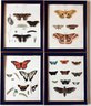 Set Of 4 Antique 1854 New York Agricultural Lithographs Of Moth Life Cycle, Hand Colored,  Pease/ Emmons