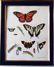 Set Of 4 Antique 1854 New York Agricultural Lithographs Of Moth Life Cycle, Hand Colored,  Pease/ Emmons