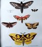 Pair Of Antique 1854 New York Agricultural Lithographs Of Moth Life Cycle, Hand Colored,  Pease/ Emmons