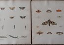 Set Of 8 Antique 1854 New York Agricultural Lithographs Of Moth Life Cycle, Hand Colored,  Pease/ Emmons