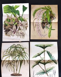 Set Of 4 Original Double Size Floral Hand Finished Lithographs, Van Houteano,circa 1850