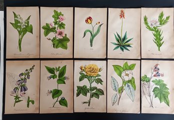 Antique 1850s Botanical Hand Colored Engravings, Set Of 10